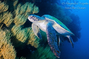 Turtle with the reef by Alejandro Topete 